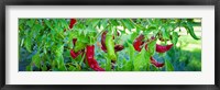 Framed Santa Fe Grande Hot Peppers on bush