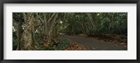 Framed Path passing through a forest, Maui, Hawaii, USA