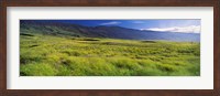 Framed Grassland, Kula, Maui, Hawaii, USA