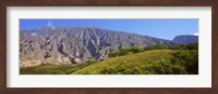 Framed Trees on a hill near Haleakala Crater, Maui, Hawaii, USA