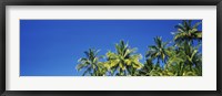 Framed Palm Trees, Maui, Hawaii (low angle view)