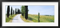 Framed Cypress trees along farm road, Tuscany, Italy