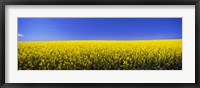 Framed Canola field in bloom, Idaho