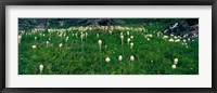 Framed Beargrass (Xerophyllum tenax) on a landscape, US Glacier National Park, Montana