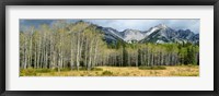 Framed Aspen trees with mountains in the background, Bow Valley Parkway, Banff National Park, Alberta, Canada