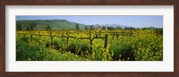 Framed Wild mustard in a vineyard, Napa Valley, California