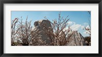 Framed Cherry trees in front of a memorial, Martin Luther King Jr. National Memorial, Washington DC, USA