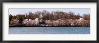 Framed Cherry Blossom trees near Martin Luther King Jr. National Memorial, Washington DC