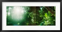 Framed Sunbeams shining through trees in a forest, Parque Lage, Jardim Botanico, Corcovado, Rio de Janeiro, Brazil