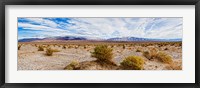 Framed Bushes in a desert, Death Valley, Death Valley National Park, California, USA