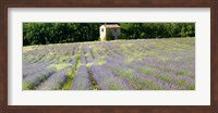 Framed Barn in the lavender field, Luberon, Provence, France