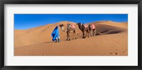 Framed Tuareg man leading camel train in desert, Erg Chebbi Dunes, Sahara Desert, Morocco