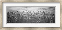 Framed Wheat crop growing in a field, Palouse Country, Washington State (black and white)