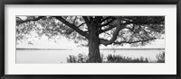 Framed Tree on a Lake, Wisconsin (black & white)