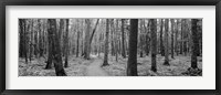 Framed USA, Michigan, Black River National Forest, Walkway running through a forest