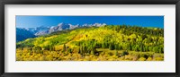 Framed Aspen trees on mountains, Uncompahgre National Forest, Colorado