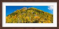 Framed Aspen trees on mountain, Ophir Pass, San Juan Mountains, Uncompahgre National Forest, Colorado, USA