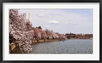 Framed Cherry Blossom trees in the Tidal Basin with the Washington Monument in the background, Washington DC, USA
