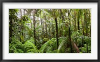 Framed Trees in tropical rainforest, Eungella National Park, Mackay, Queensland, Australia