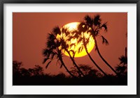 Framed Sunrise behind silhouetted trees, Kenya, Africa