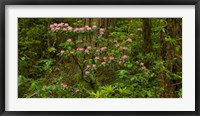 Framed Del Norte Coast Redwoods State Park, Del Norte County, California