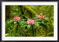 Framed Rhododendron flowers in a forest, Jedediah Smith Redwoods State Park, Crescent City, Del Norte County, California, USA