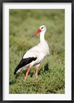 Framed White stork (Ciconia ciconia) in a field, Ngorongoro Crater, Ngorongoro, Tanzania