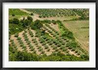 Framed Olive trees in field, Les Baux-de-Provence, Bouches-Du-Rhone, Provence-Alpes-Cote d'Azur, France