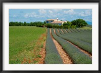 Framed Lavender field, Plateau de Valensole, Alpes-de-Haute-Provence, Provence-Alpes-Cote d'Azur, France