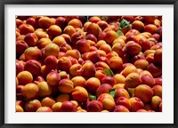 Framed Nectarines for sale at weekly market, St.-Remy-de-Provence, Bouches-Du-Rhone, Provence-Alpes-Cote d'Azur, France