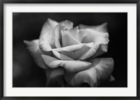 Framed Close-up of a rose, Los Angeles County, California, USA