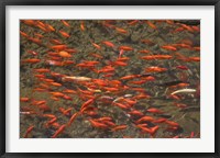 Framed Goldfish (Carassius auratus) swimming in the Yu River Canal, Old Town, Lijiang, Yunnan Province, China