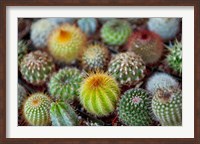 Framed Close-up of multi-colored Cacti