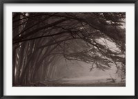 Framed Cypress trees at misty morning, Fort Bragg, California, USA