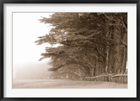 Framed Cypress trees along a farm, Fort Bragg, California, USA