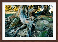 Framed Bristlecone Pine Grove at Ancient Bristlecone Pine Forest, White Mountains, California