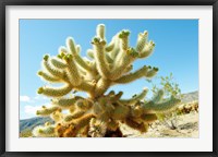 Framed Cactus at Joshua Tree National Park, California, USA