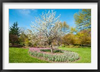 Framed Tree in Sherwood Gardens, Baltimore, Maryland