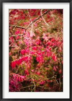 Framed Close-up of a plant in a garden in autumn, Musee de l'Ecole de Nancy, Nancy, Meurthe-et-Moselle, Lorraine, France