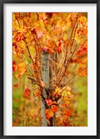 Framed Vineyard in autumn, Gaillac, Tarn, Midi-Pyrenees, France (vertical)