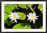 Framed Water lilies with lily pads in a pond, Isola Madre, Stresa, Lake Maggiore, Piedmont, Italy