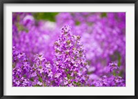 Framed Close-up of Pink Fireweed flowers, Ontario, Canada