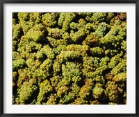 Framed Grapes in a vineyard, Domaine Carneros Winery, Sonoma Valley, California, USA