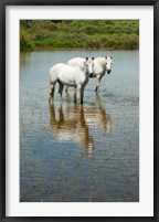 Framed Two Camargue White Horses in a Lagoon, Camargue, Saintes-Maries-De-La-Mer, Provence-Alpes-Cote d'Azur, France (vertical)