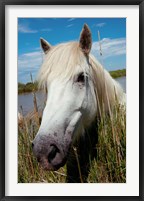 Framed Close up of White Camargue Horse, Camargue, Saintes-Maries-De-La-Mer, Provence-Alpes-Cote d'Azur, France