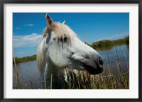 Framed White Camargue Horse with Head over Fence, Camargue, Saintes-Maries-De-La-Mer, Provence-Alpes-Cote d'Azur, France