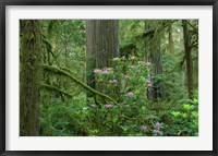 Framed Redwood trees and Rhododendron flowers in a forest, Jedediah Smith Redwoods State Park, Crescent City, California