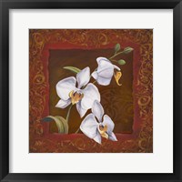 Framed Orchid Study I