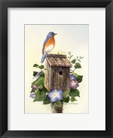 Framed Bluebird III