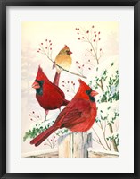 Framed Cardinals In Winter